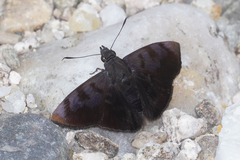 Pellicia costimacula