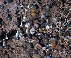 Lepidium perfoliatum