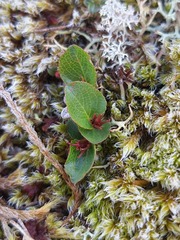 Salix herbacea