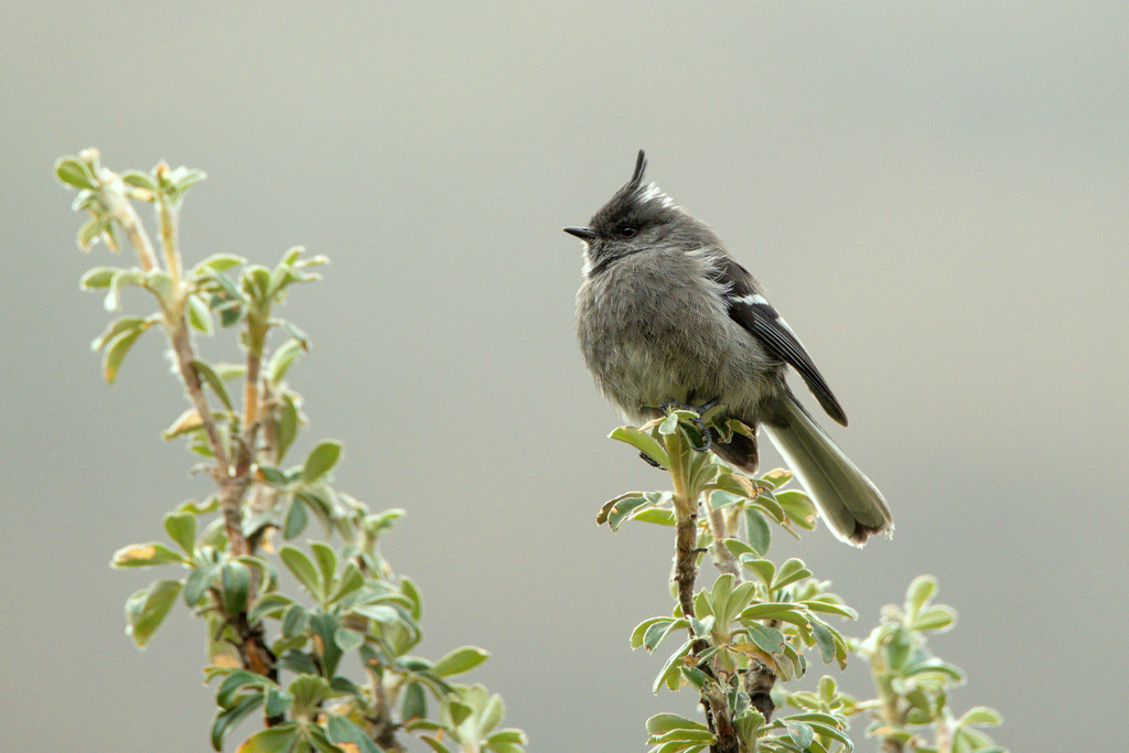 Ash-breasted Tit-Tyrant photo