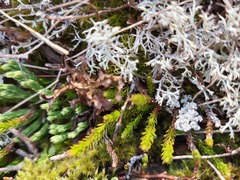 Harrimanella hypnoides