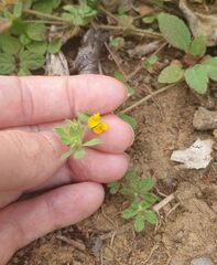 Ornithopus perpusillus