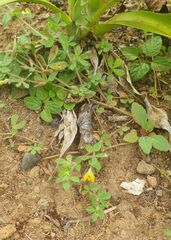 Ornithopus perpusillus