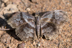 Helias phalaenoides