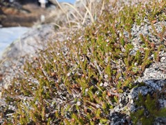 Harrimanella hypnoides