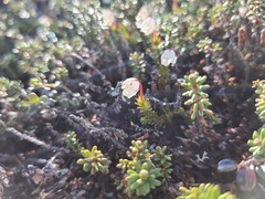 Harrimanella hypnoides