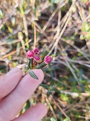 Kalmia polifolia