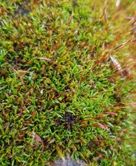 Aloina aloides