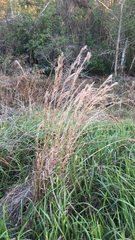 Andropogon glomeratus