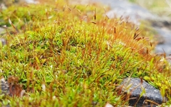 Aloina aloides