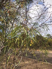 Acacia gillii