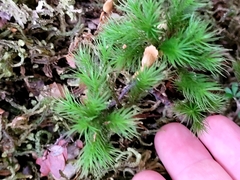 Dendroligotrichum tongariroense