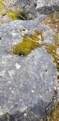 Aloina aloides
