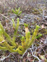 Huperzia appressa