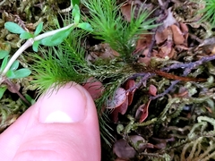 Dendroligotrichum tongariroense