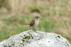 Asthenes humilis