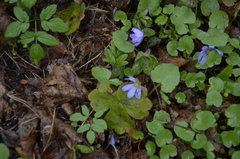 Hepatica transsilvanica