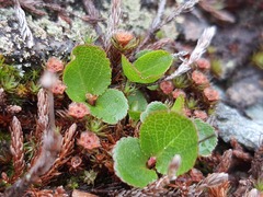Salix herbacea