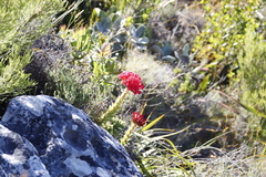 Crassula coccinea