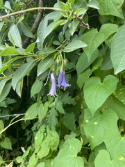 Eriolarynx australis