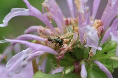 Lasioglossum imitatum