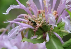 Lasioglossum imitatum