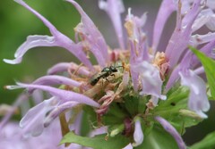 Lasioglossum imitatum