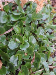 Salix herbacea