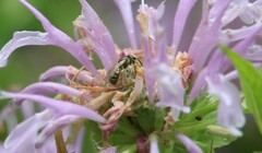 Lasioglossum imitatum