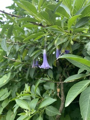 Eriolarynx australis