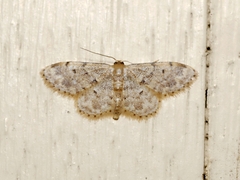 Idaea inquinata
