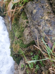 Eucladium verticillatum