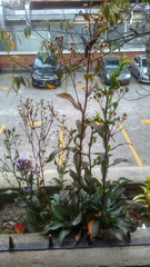 Asteraceae