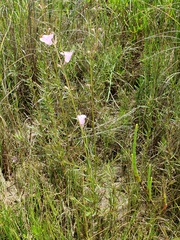 Agalinis maritima