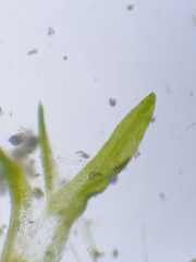 Eucladium verticillatum