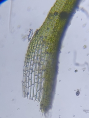 Eucladium verticillatum