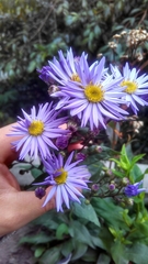 Asteraceae