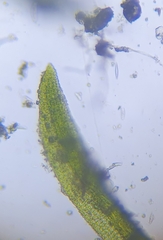 Eucladium verticillatum