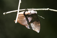 Memphis moruus