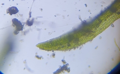 Eucladium verticillatum