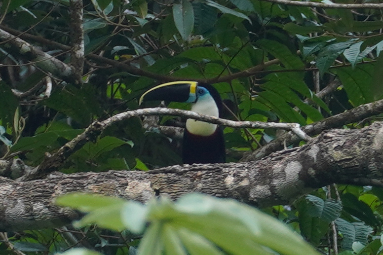 Channel-billed Toucan in October 2022 by Emily Hjalmarson. Channel ...