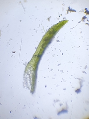 Eucladium verticillatum