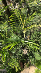 Acacia mearnsii