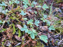 Sibbaldia procumbens