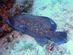 Rypticus saponaceus