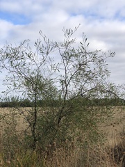 Acacia gillii