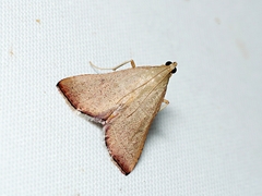 Endotricha pyrosalis