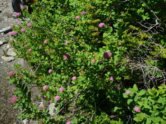 Spiraea splendens