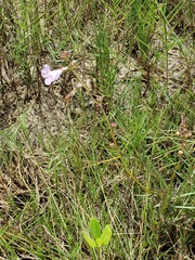 Agalinis maritima