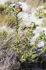 Liparia splendens splendens